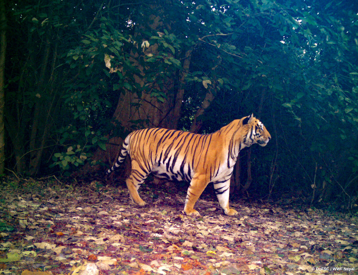 Tigers in Nepal NT 4