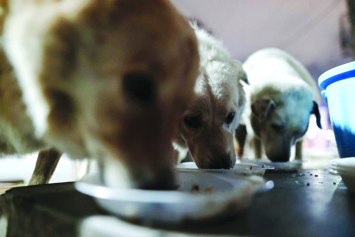 One dog at a time NT