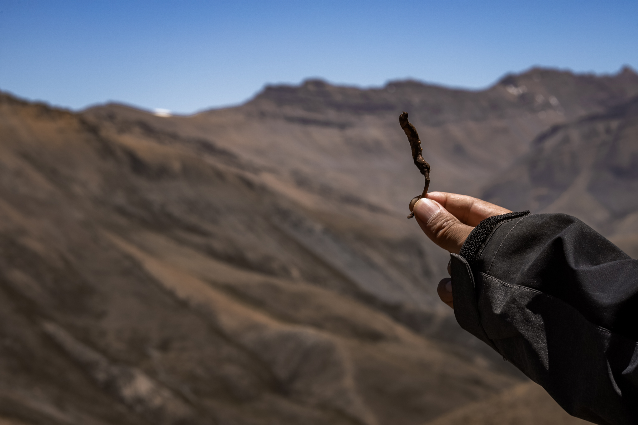 The human cost of Nepal’s yarsa gold rush NT