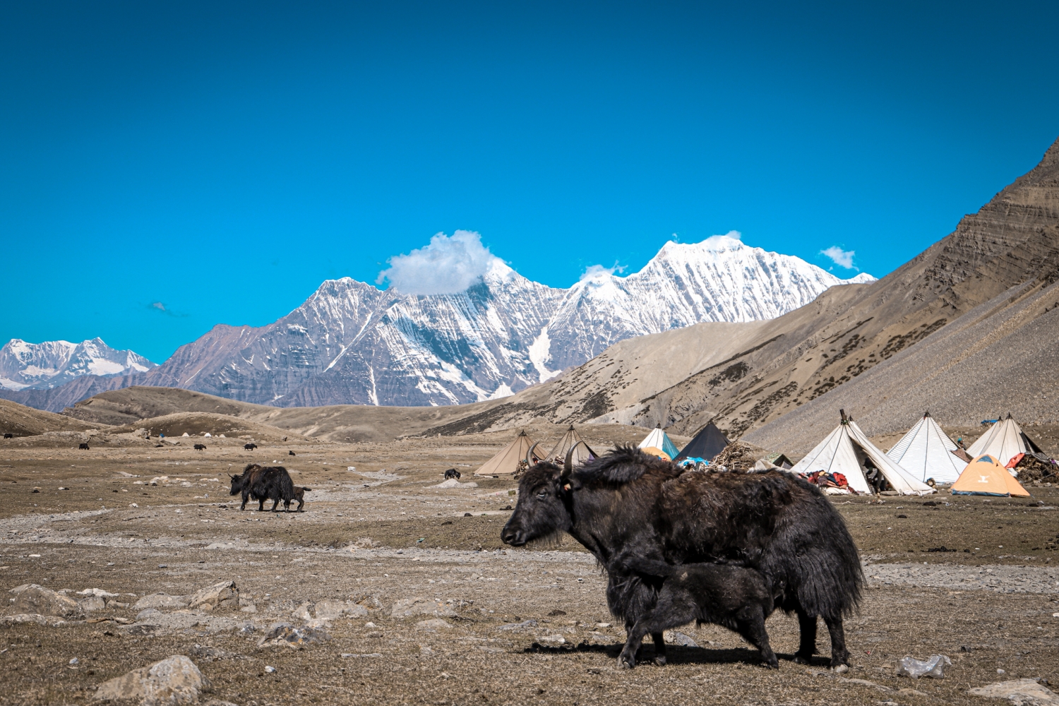 The human cost of Nepal’s yarsa gold rush NT