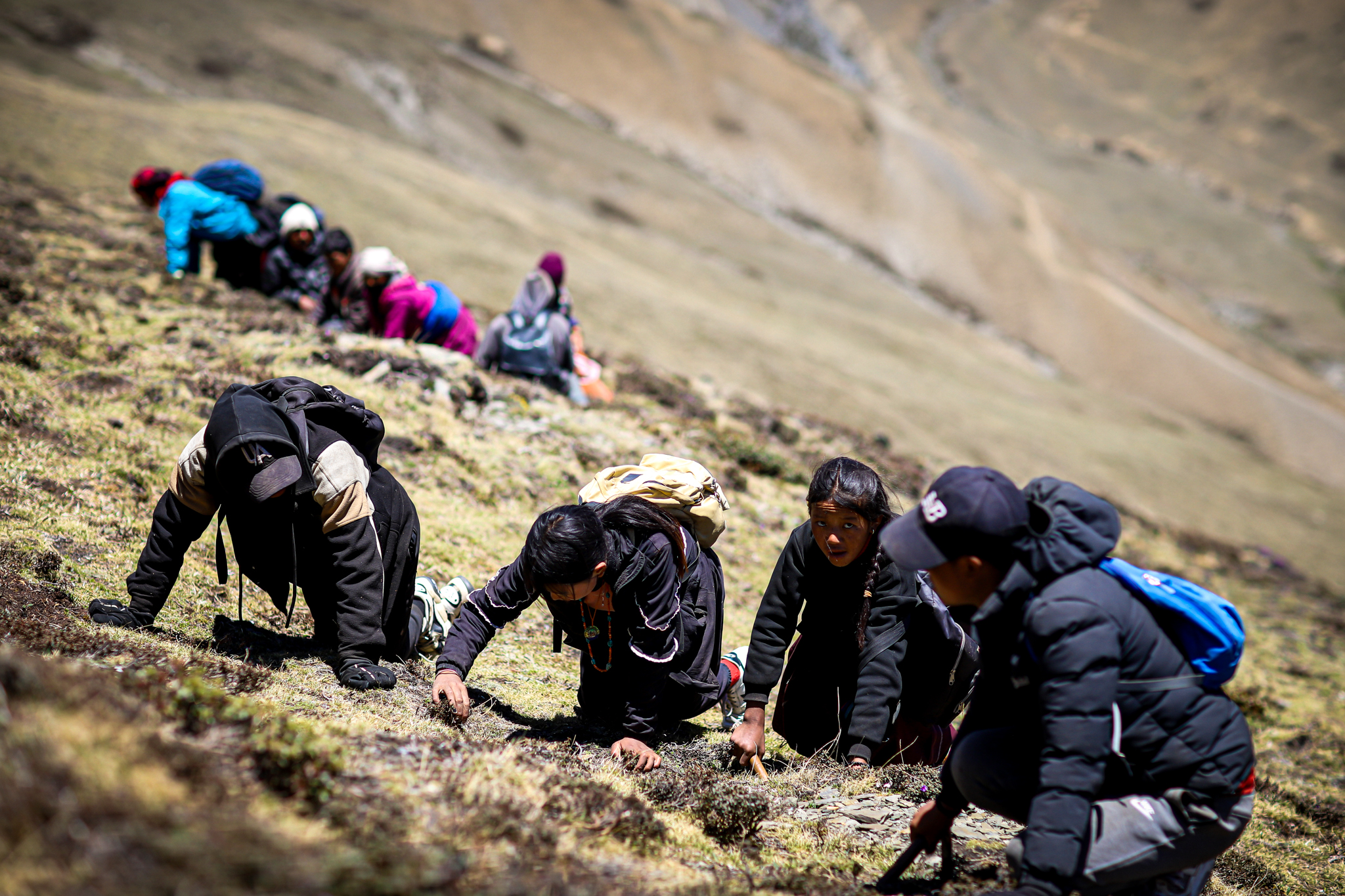 The human cost of Nepal’s yarsa gold rush NT