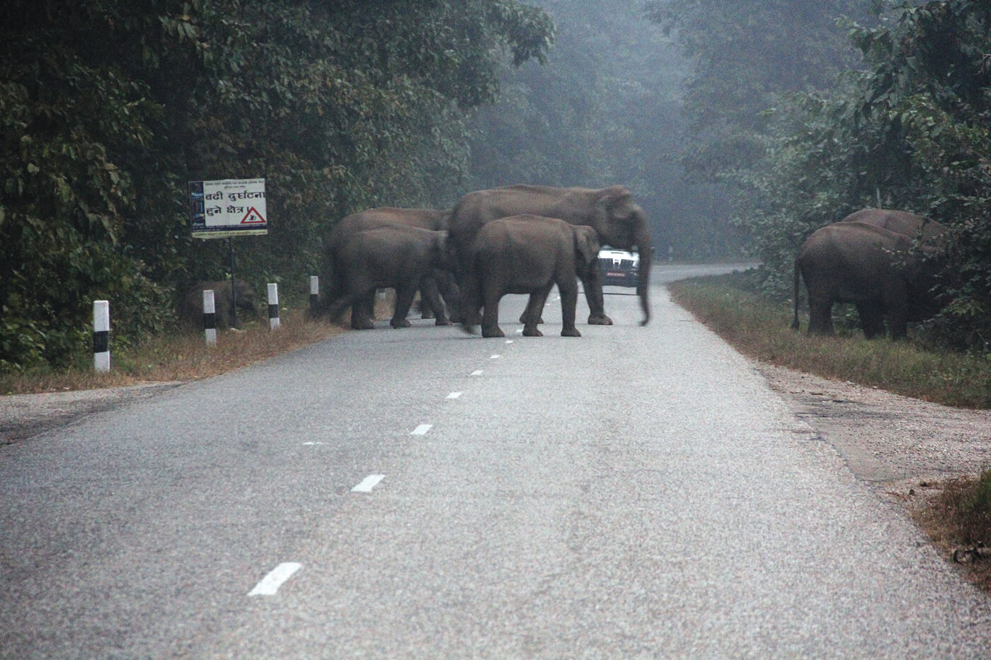 elephant conservation NT 