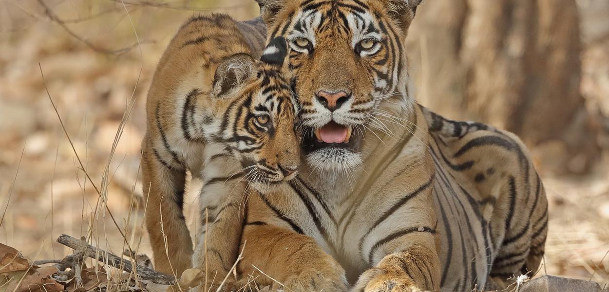 Tiger conservation in Nepal NT