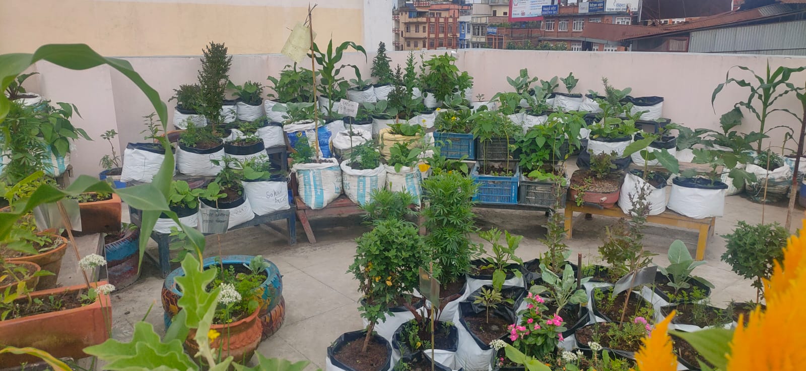 urban agriculture in Kathmandu