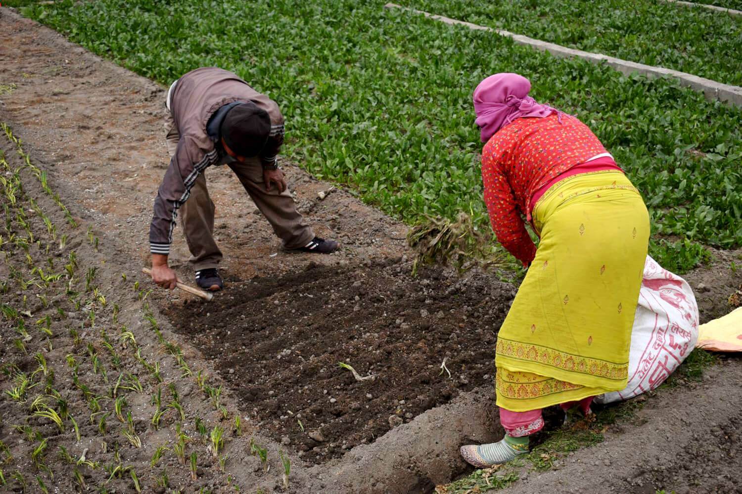 urban agriculture in Kathmandu