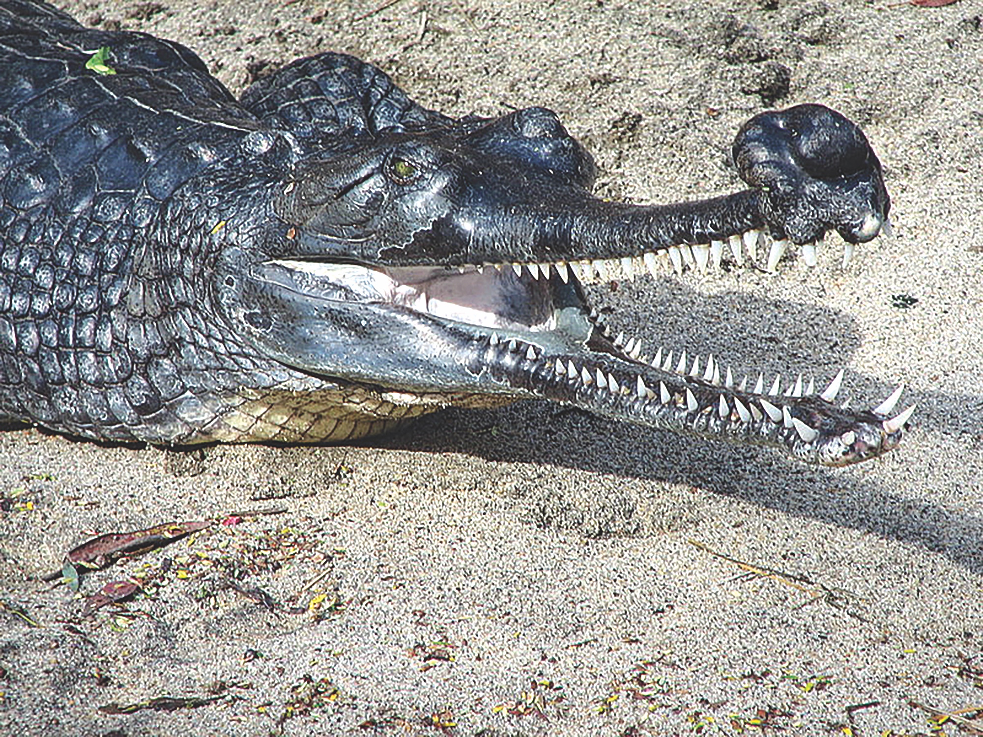 There are only few male gharial in nature, and they can only be distinguished by the bulbous growth on their snout. Photo: JUSTIN GRIFFITHS