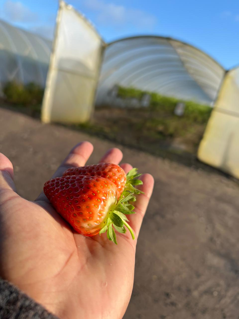 Low-hanging fruit in UK farms NT