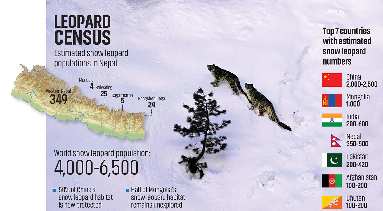 snow leopards in Nepal NT 1