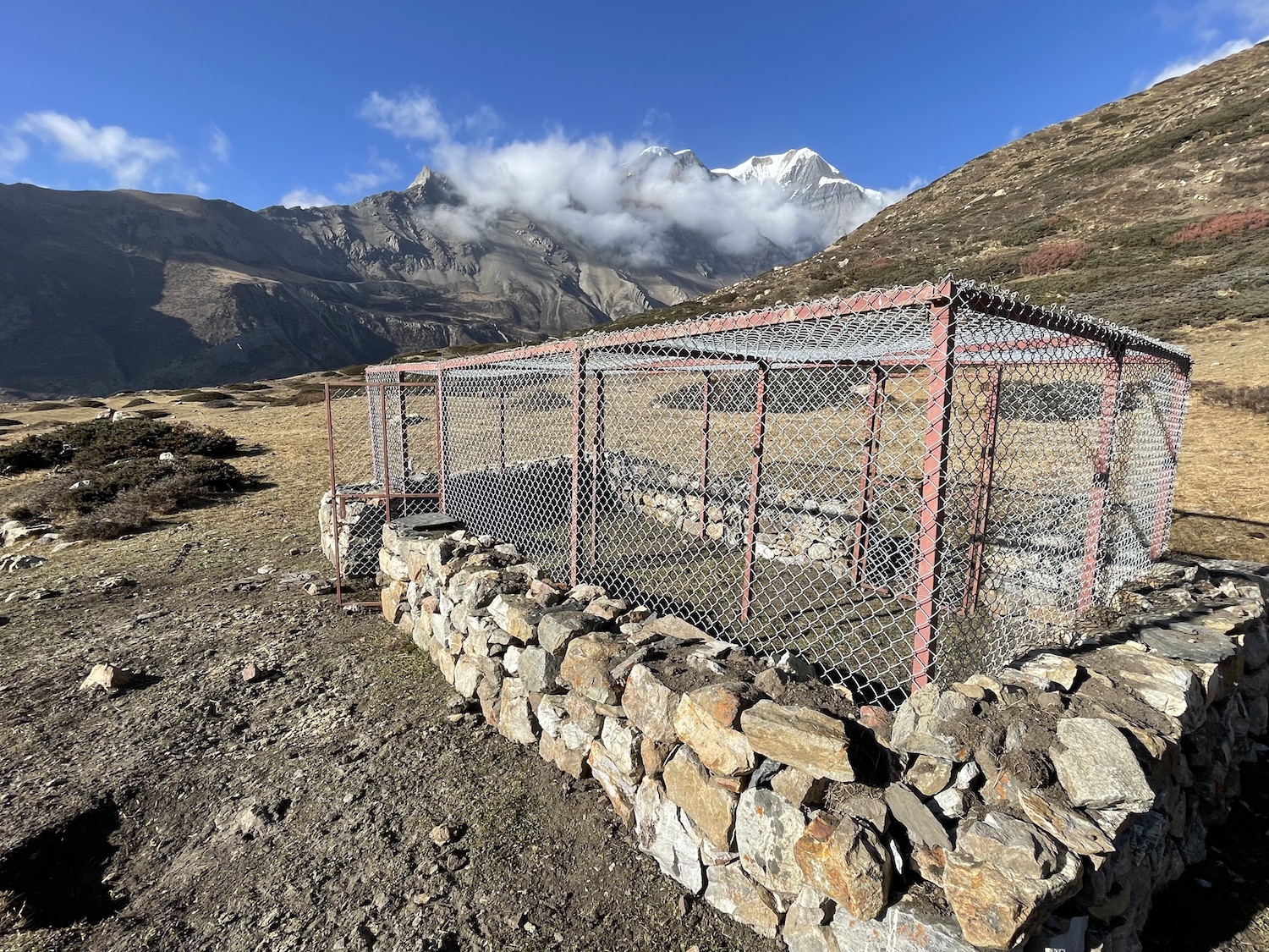 snow leopards in Nepal NT 1