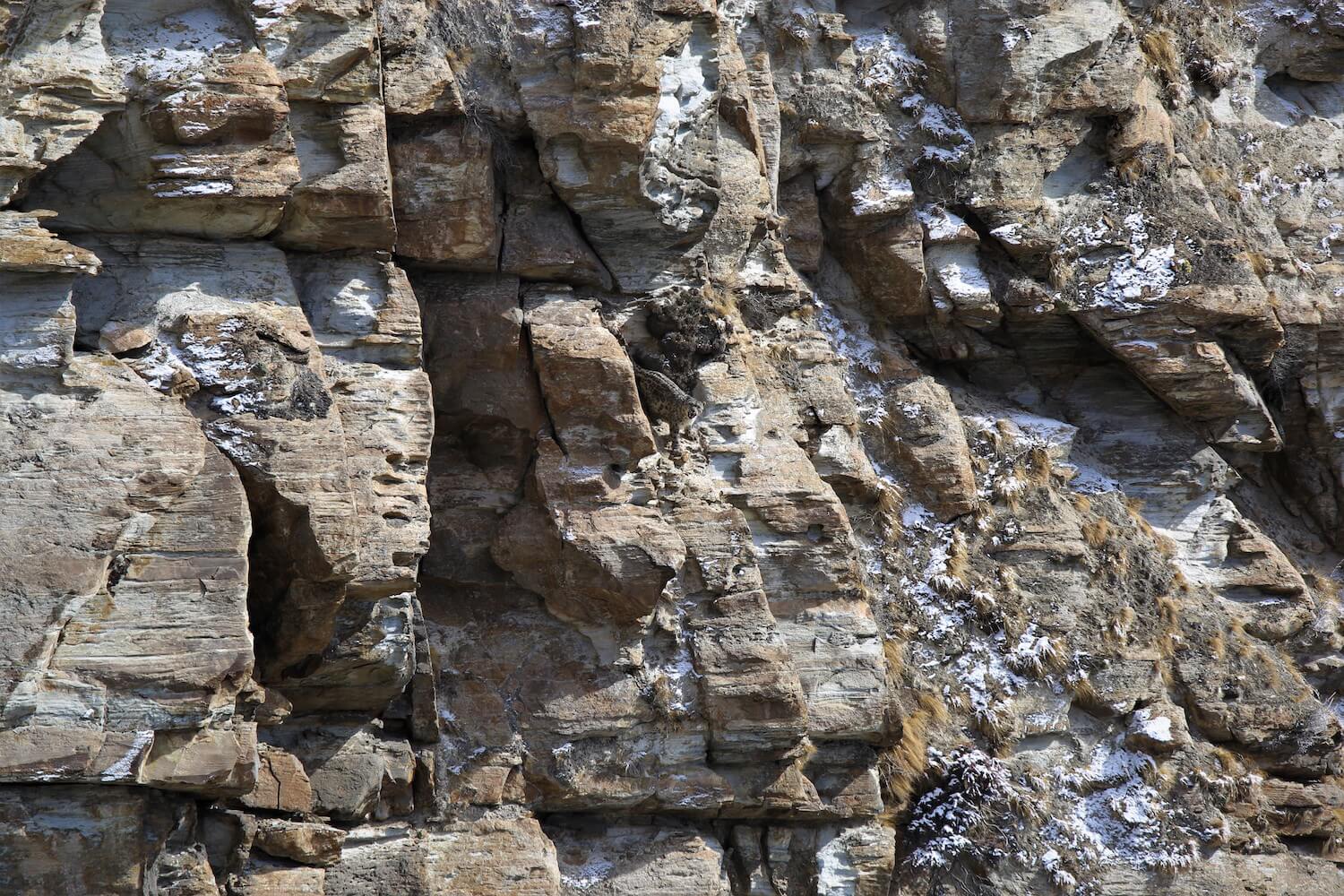 snow leopard conservation in Nepal