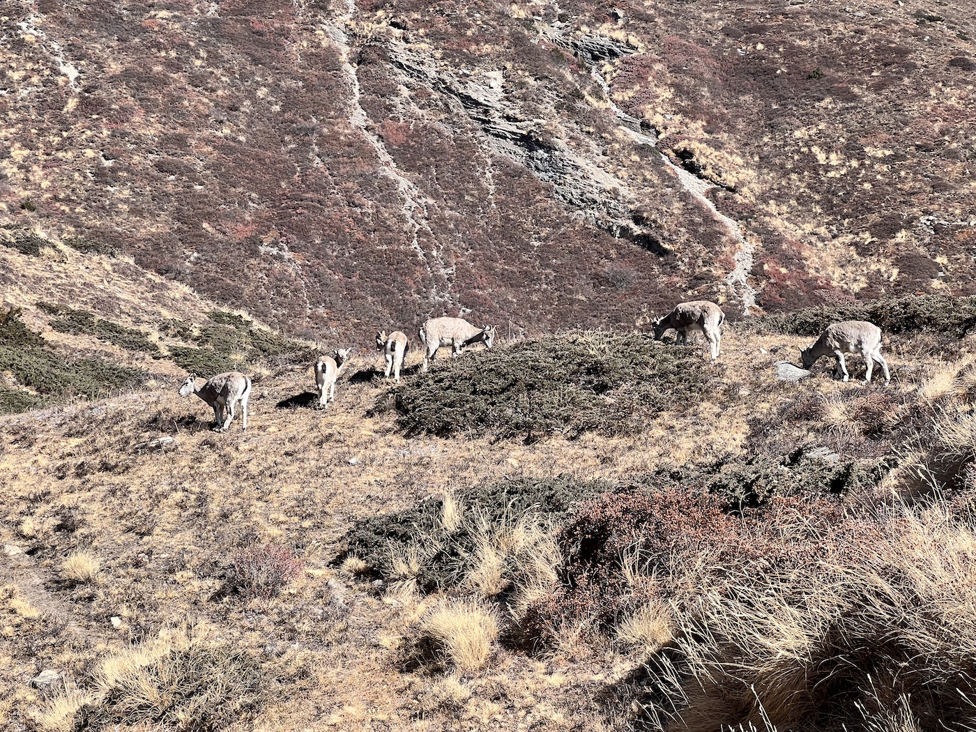 snow leopard conservation in Nepal