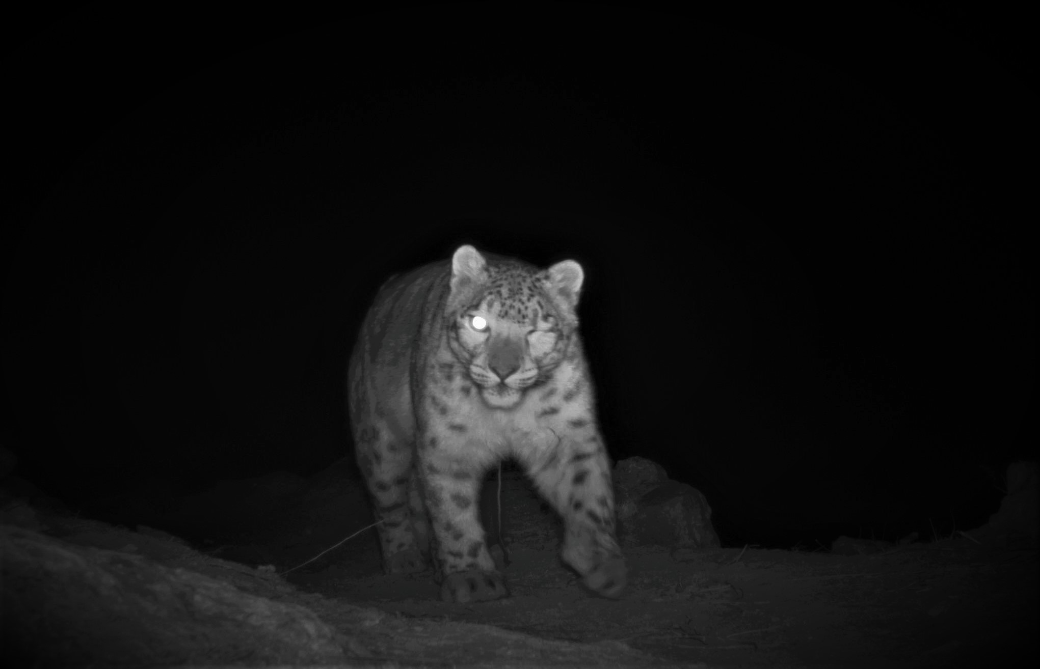 Snow leopard conservation in Nepal