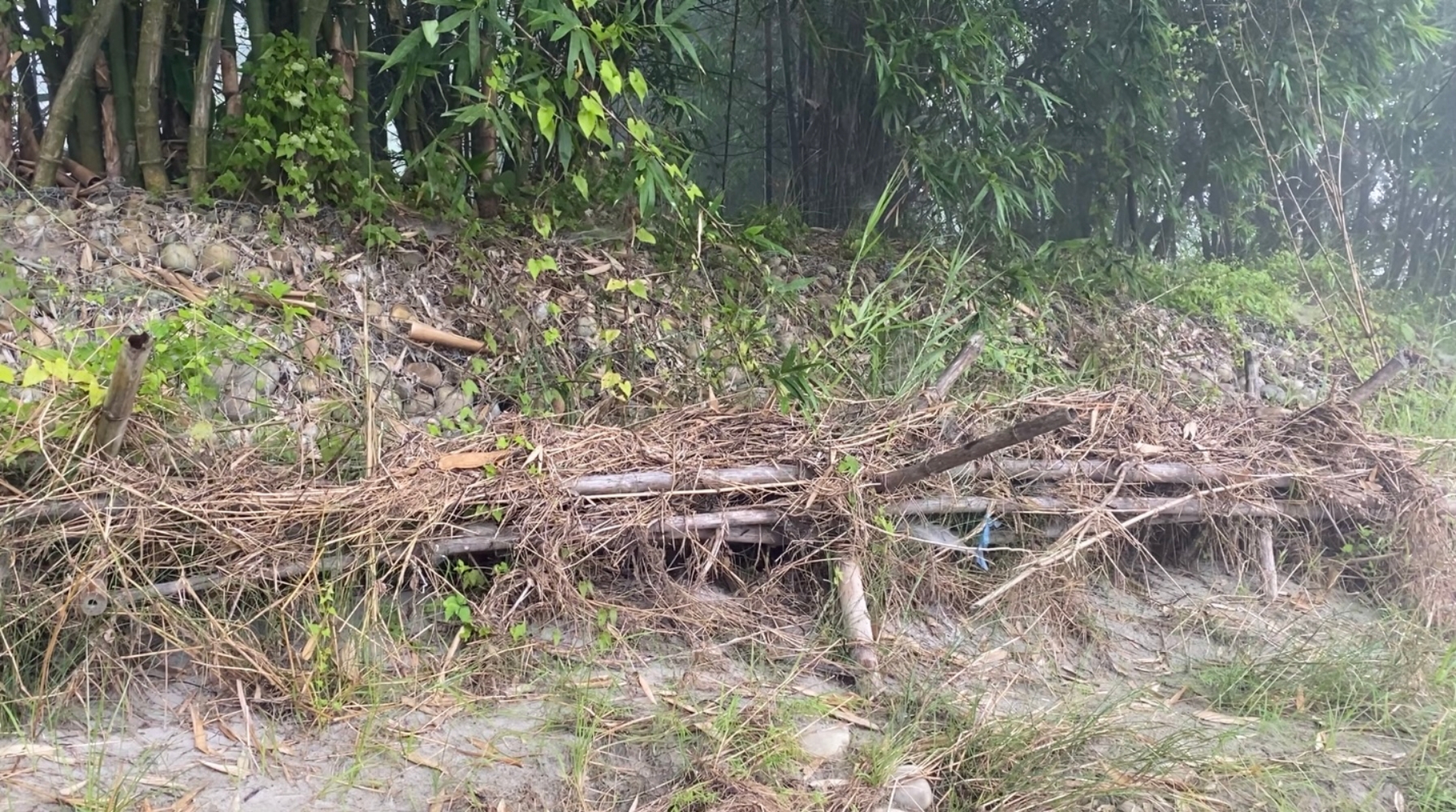 Versatile bamboo reduces climate risk NT