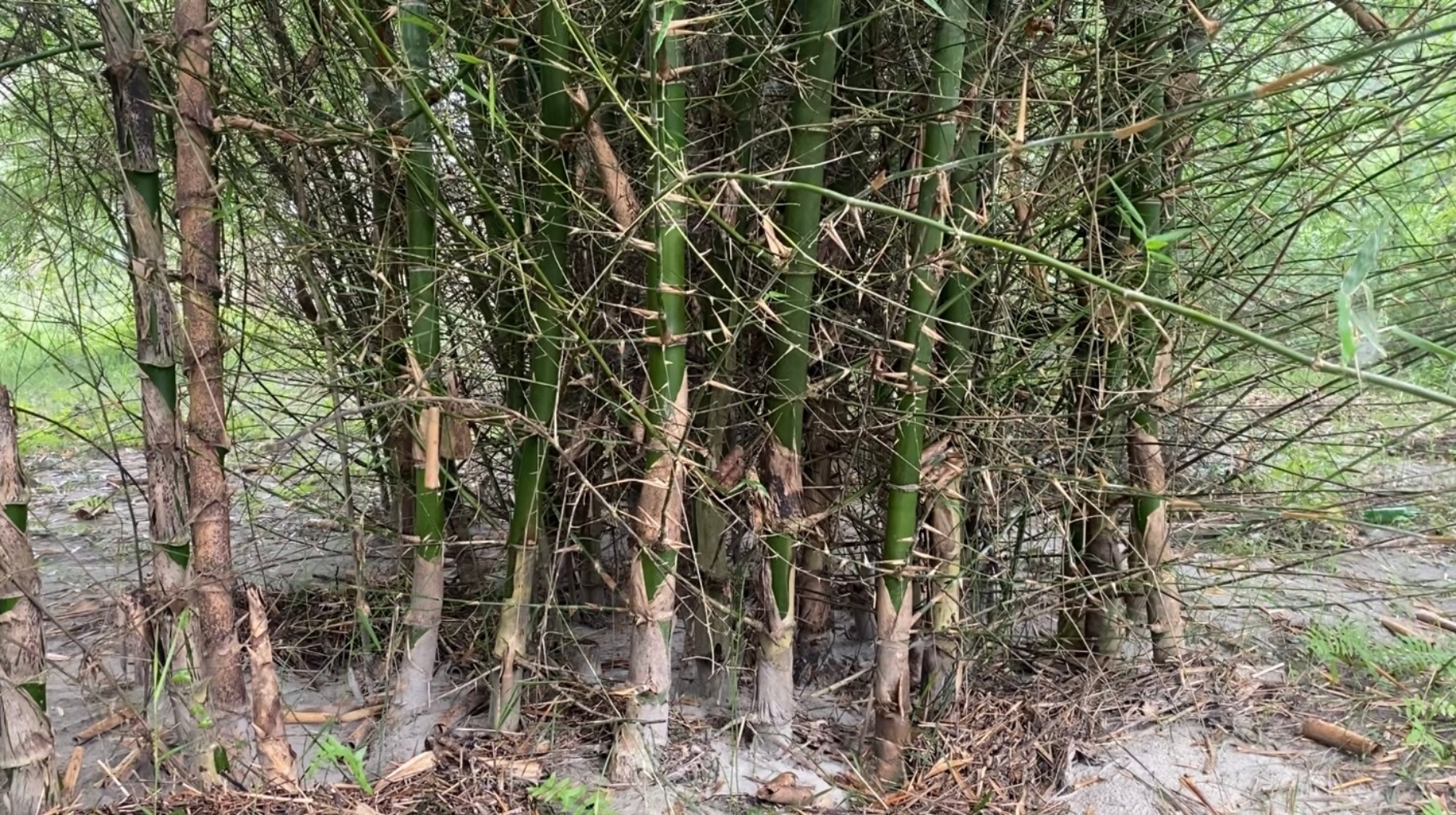 Versatile bamboo reduces climate risk NT