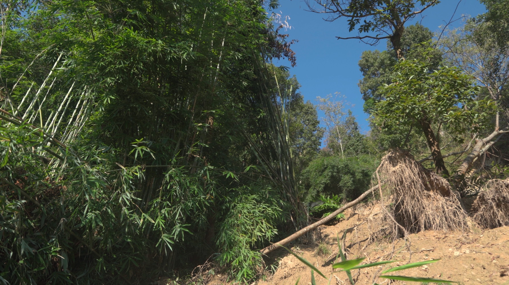 Versatile bamboo reduces climate risk NT