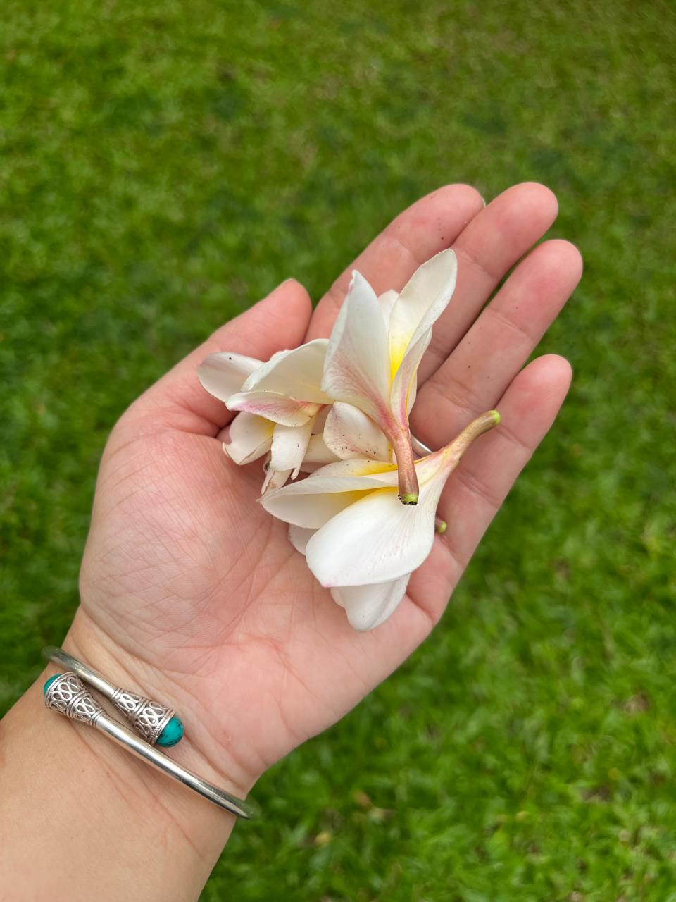 Frangipani