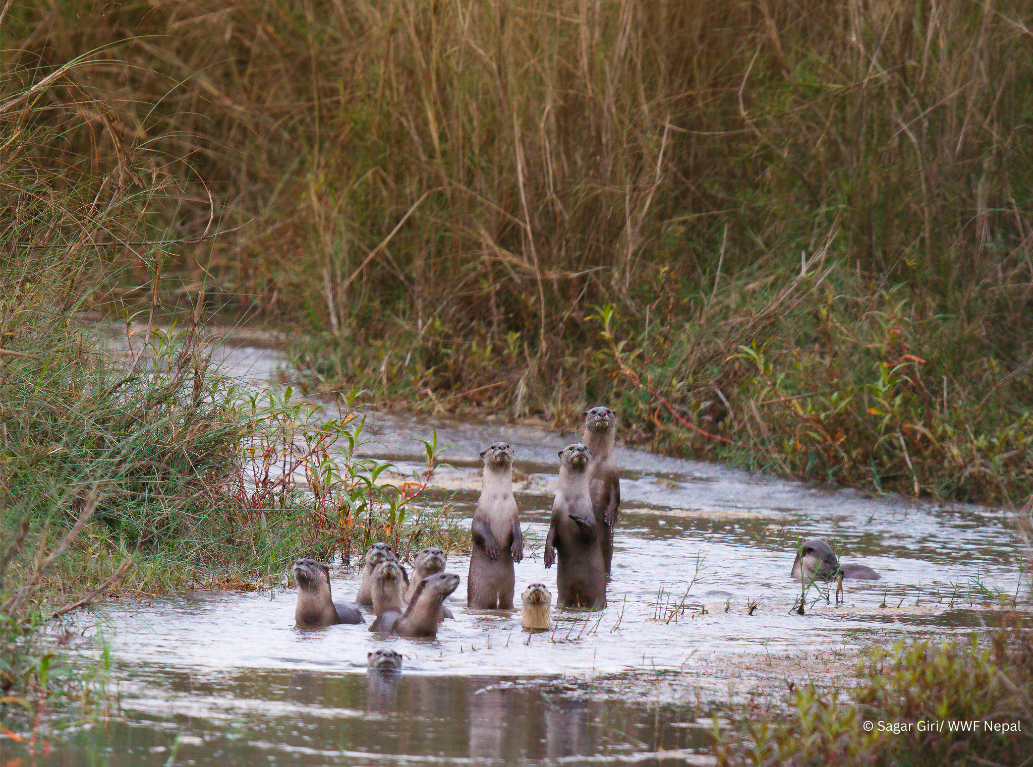 Otters 2