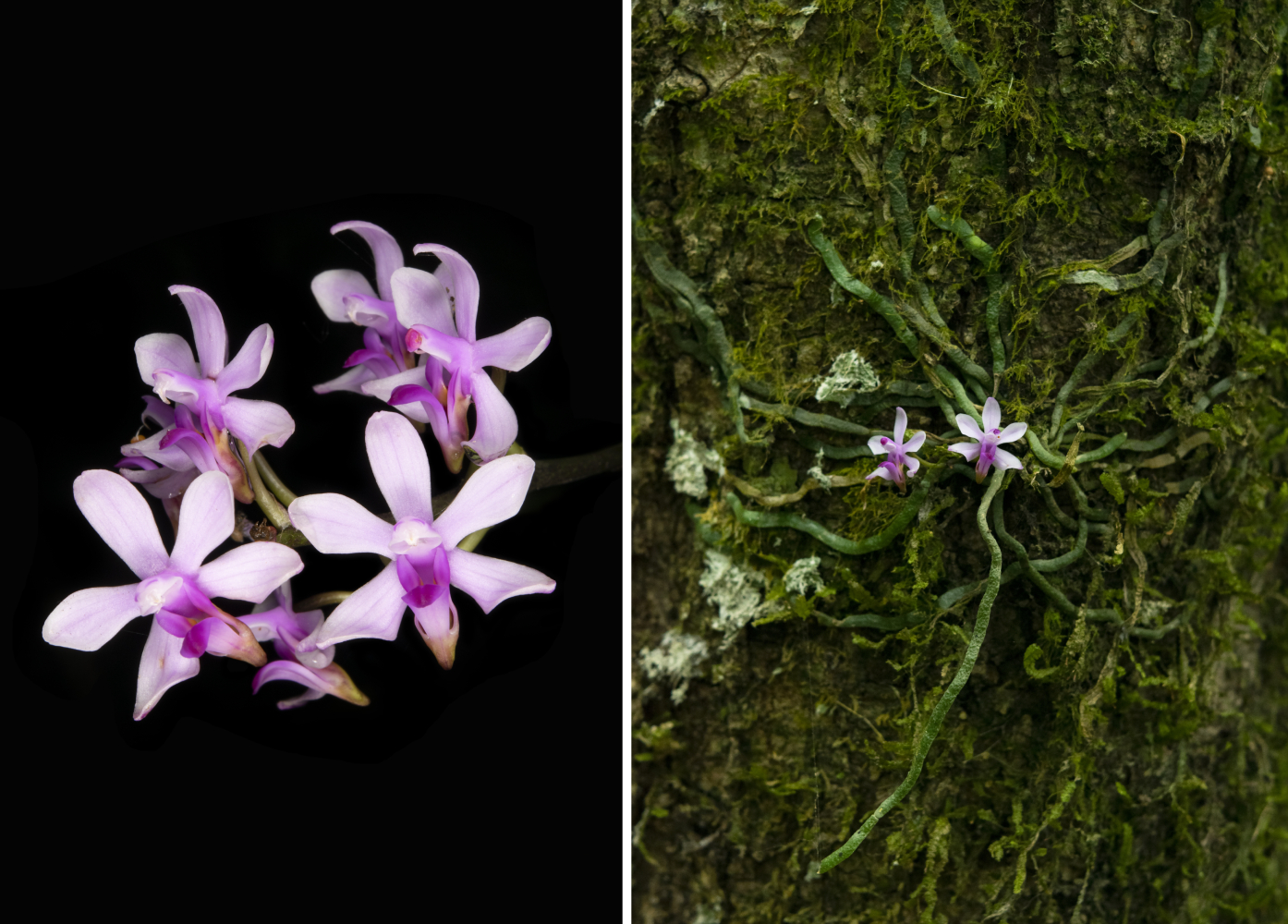 Orchid 3 