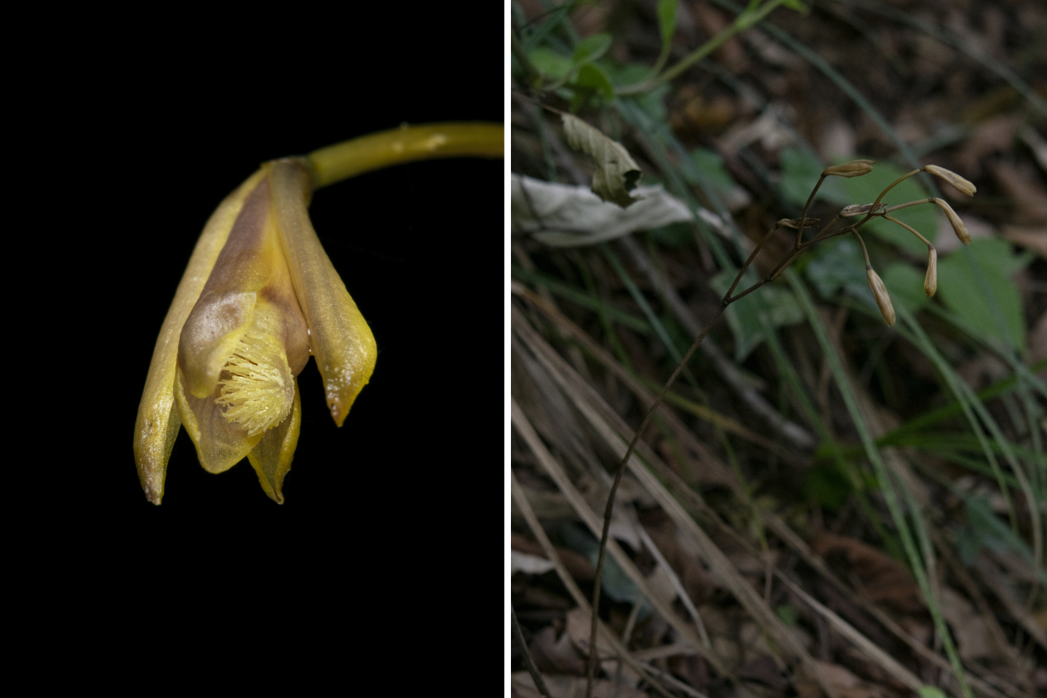 Orchid 2 