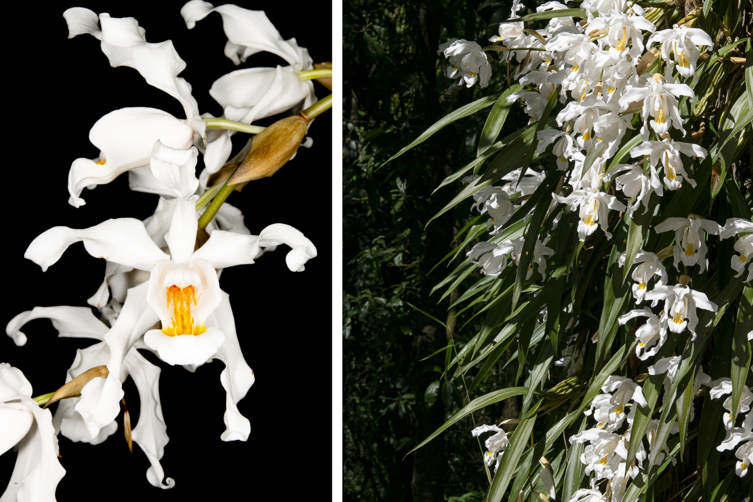 Orchid 5