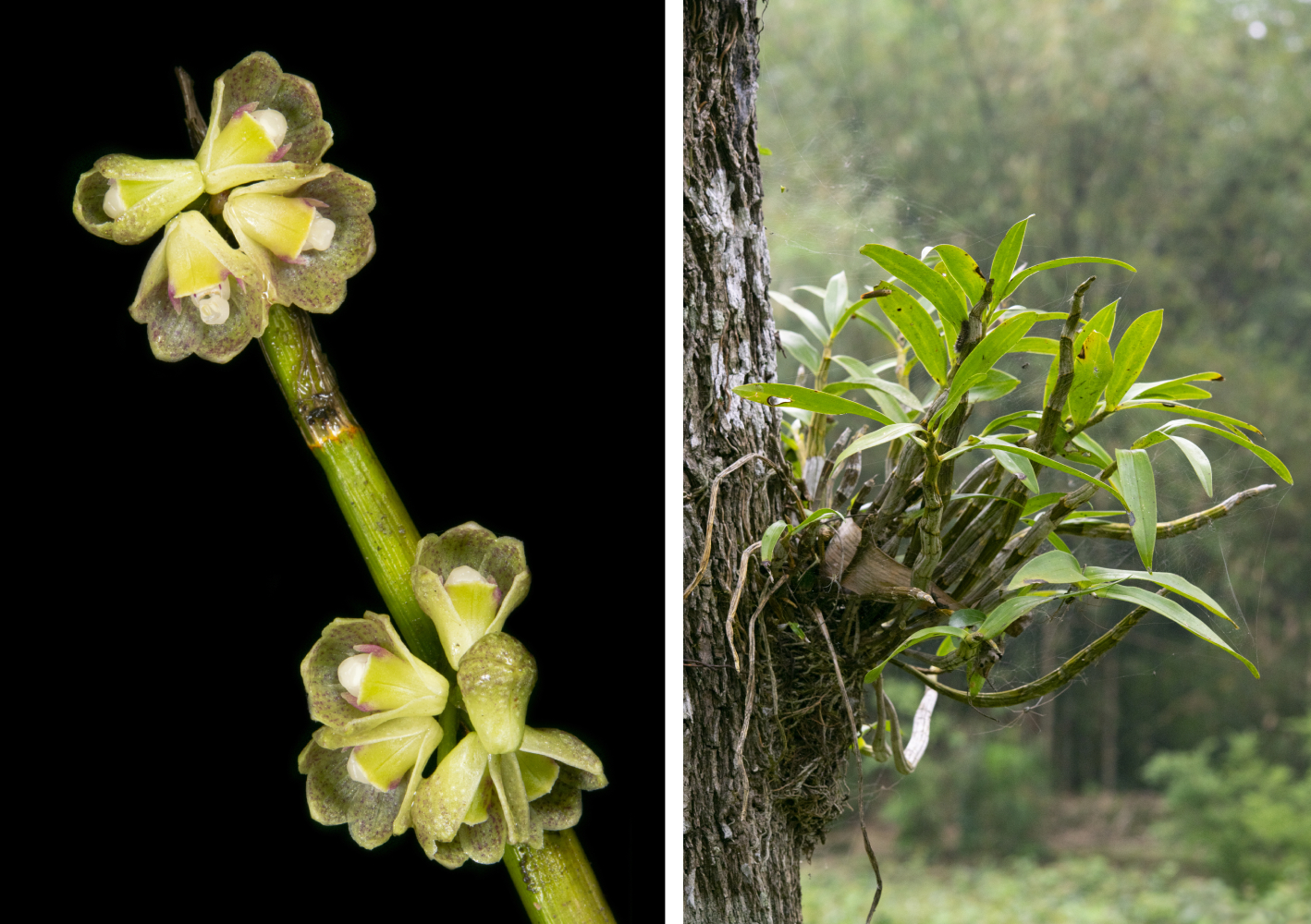Orchid 7