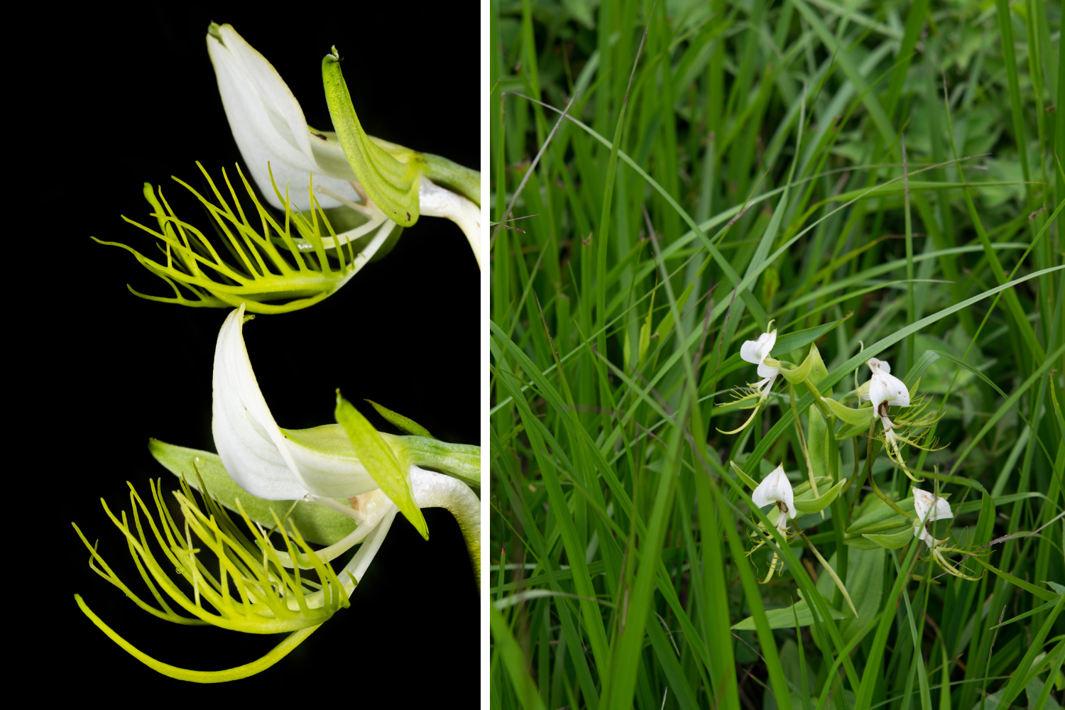 Habenaria