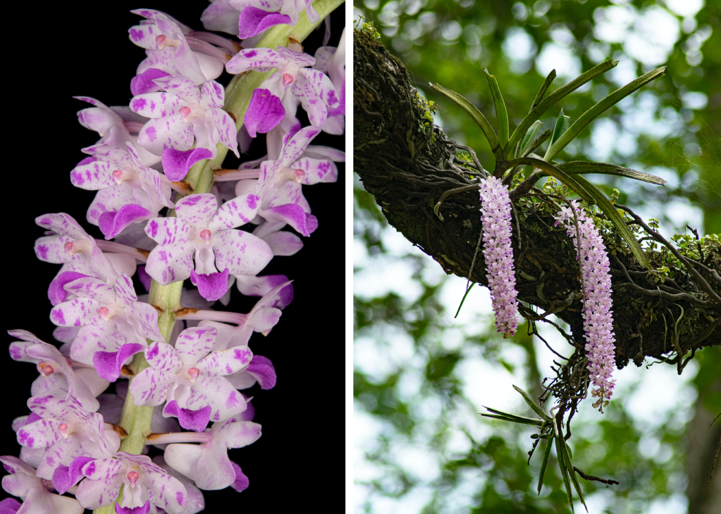 Orchid