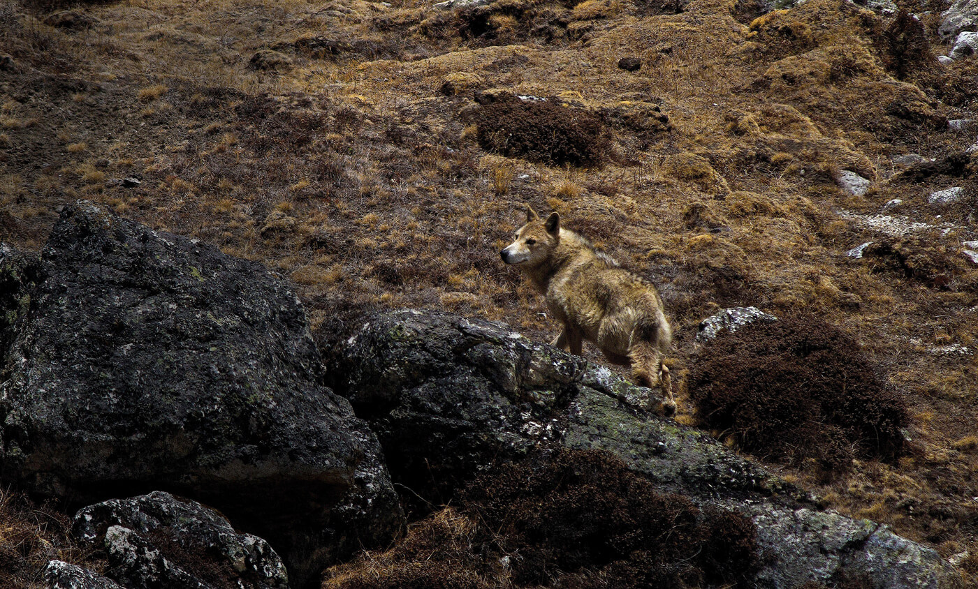 Himalayan wolf NT
