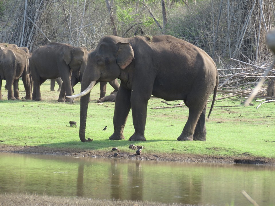 The Big Bulls of Bardia