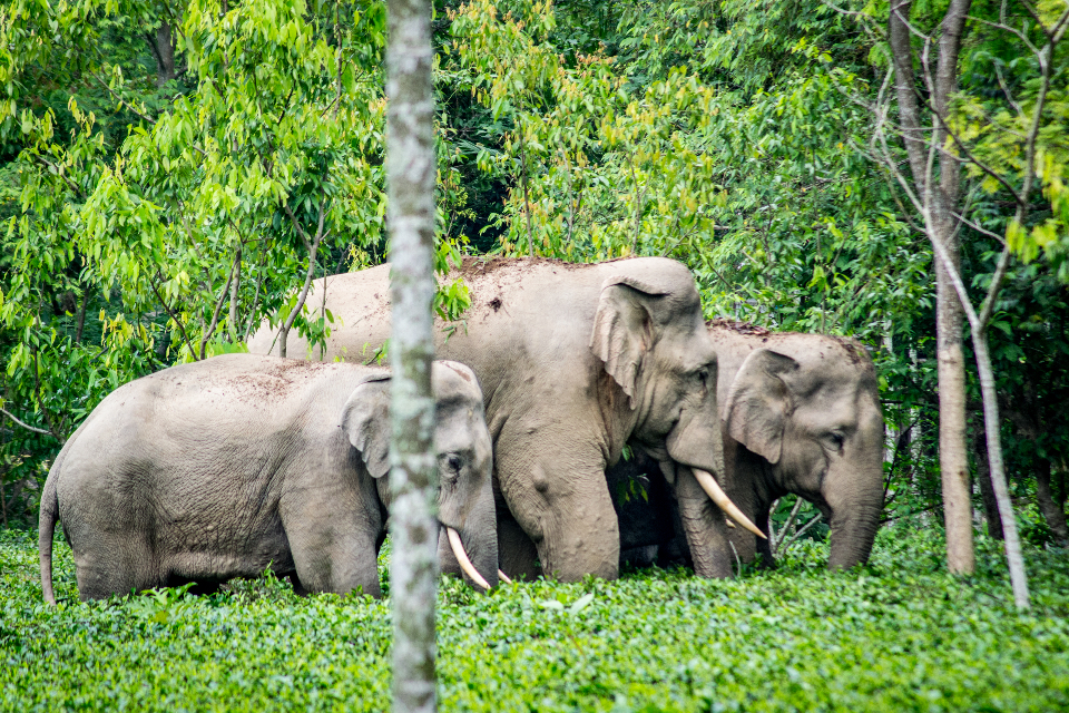 Wild elephants