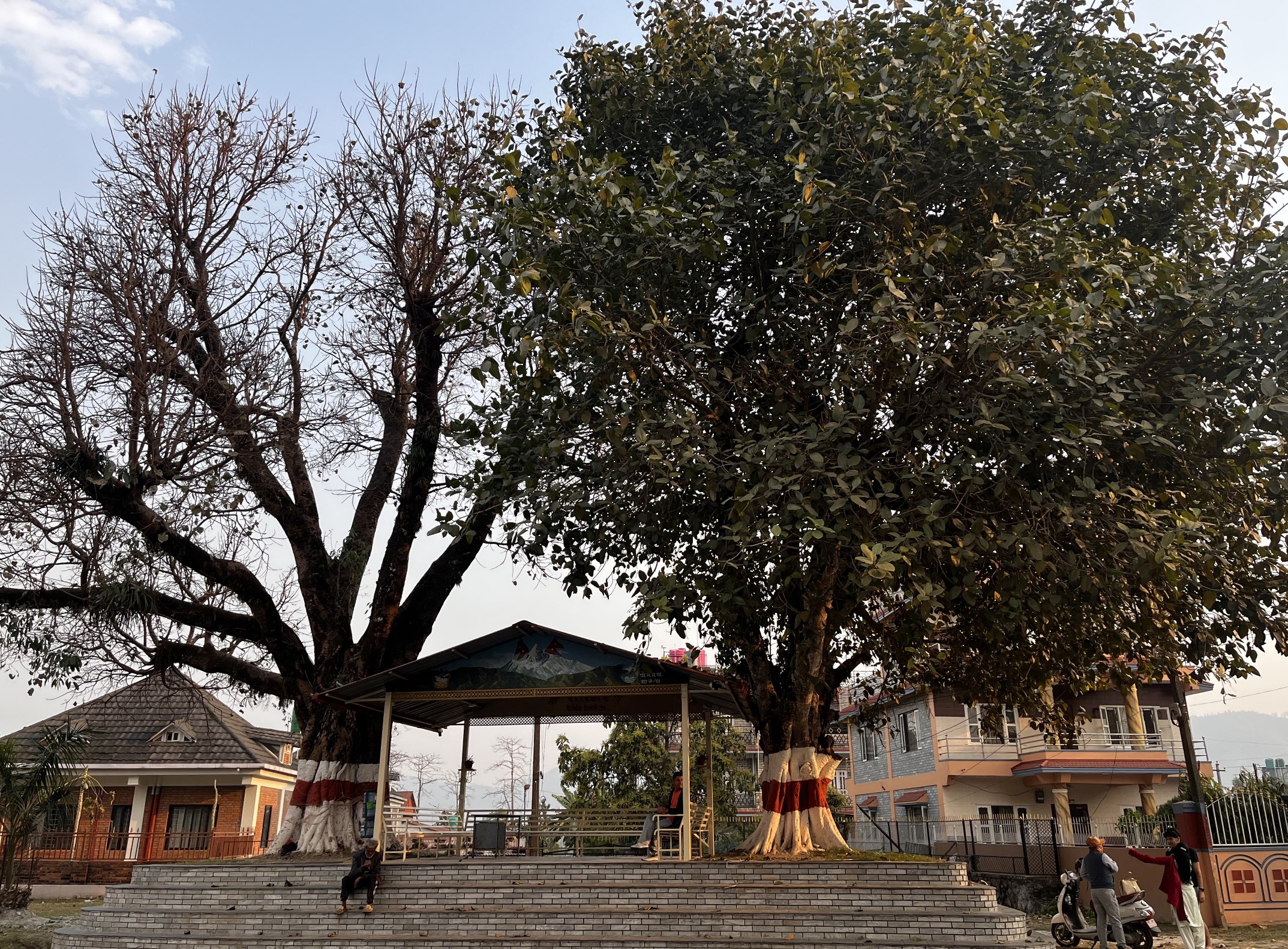 Trees of life and living NT