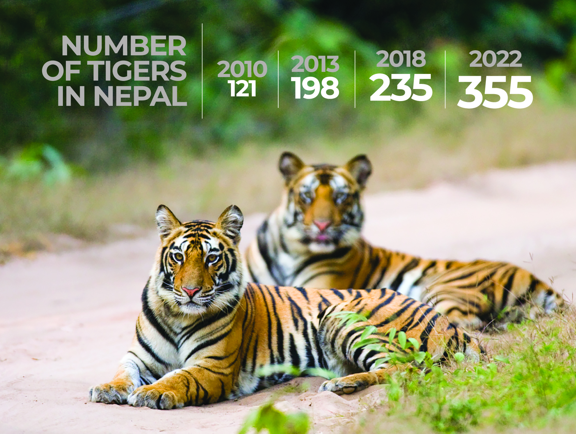 Tigers in Nepal