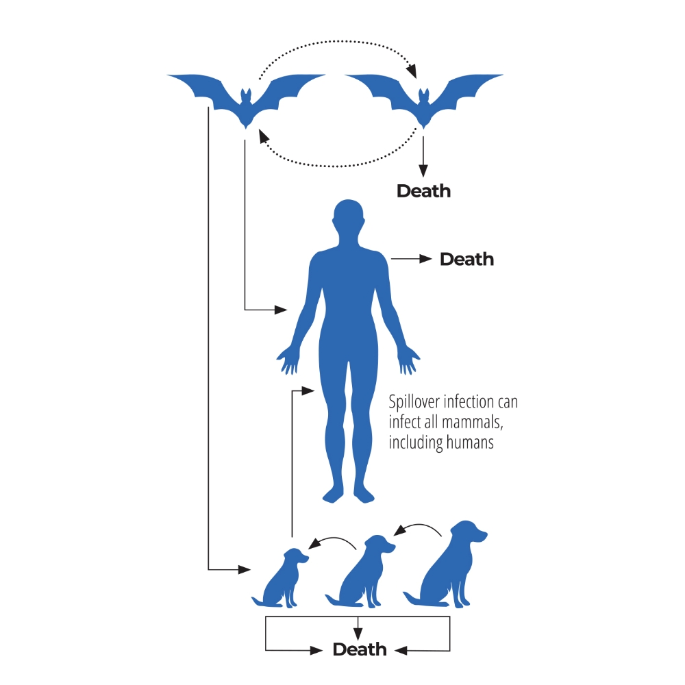 Do you worry about dying of rabies? NT