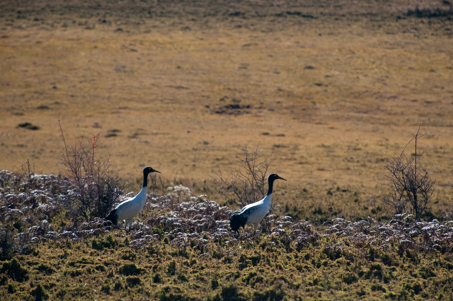 Black necked crane