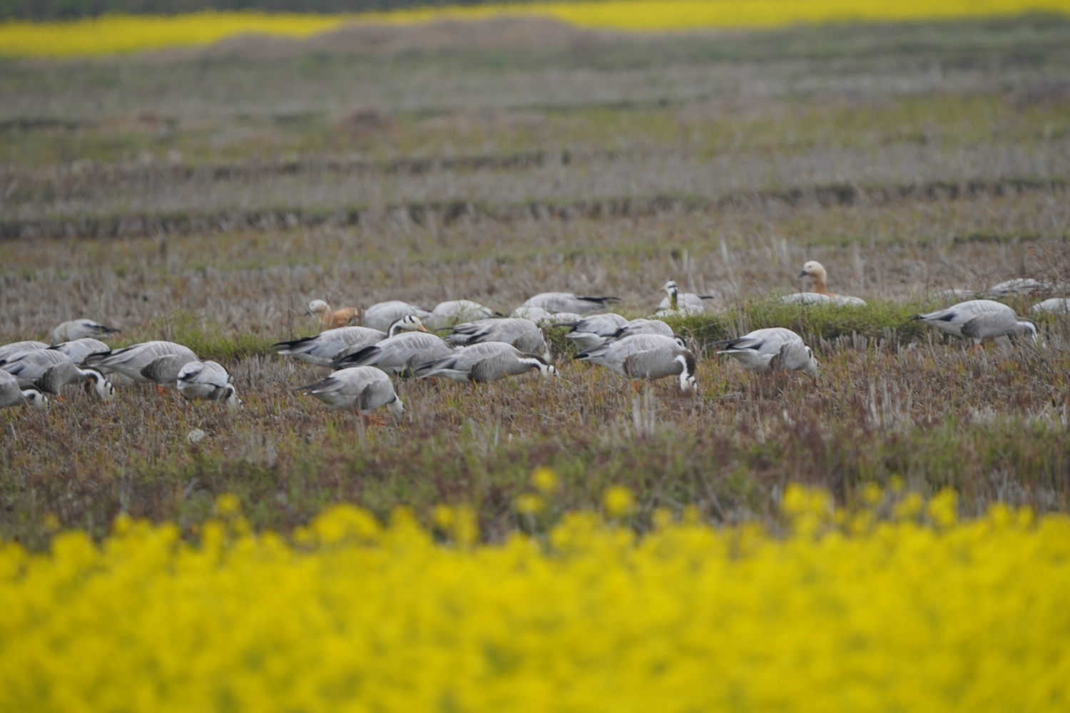 Nepal's vanishing wetlands NT