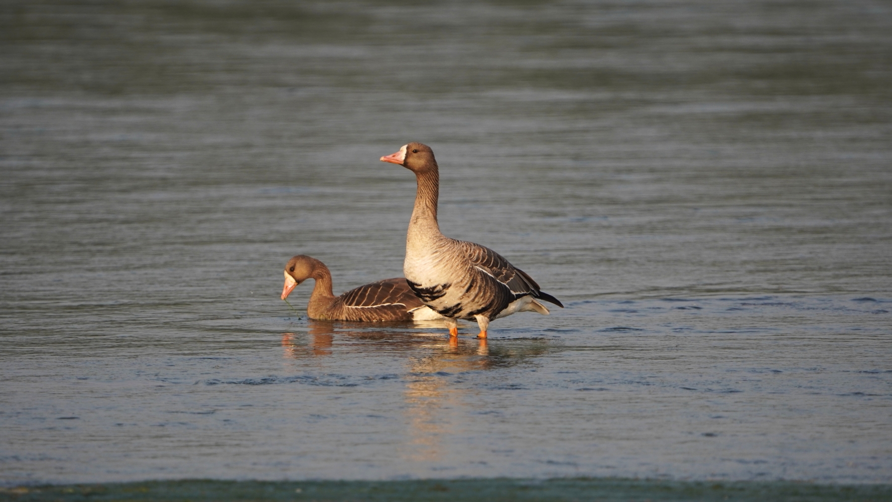 Nepal's vanishing wetlands NT