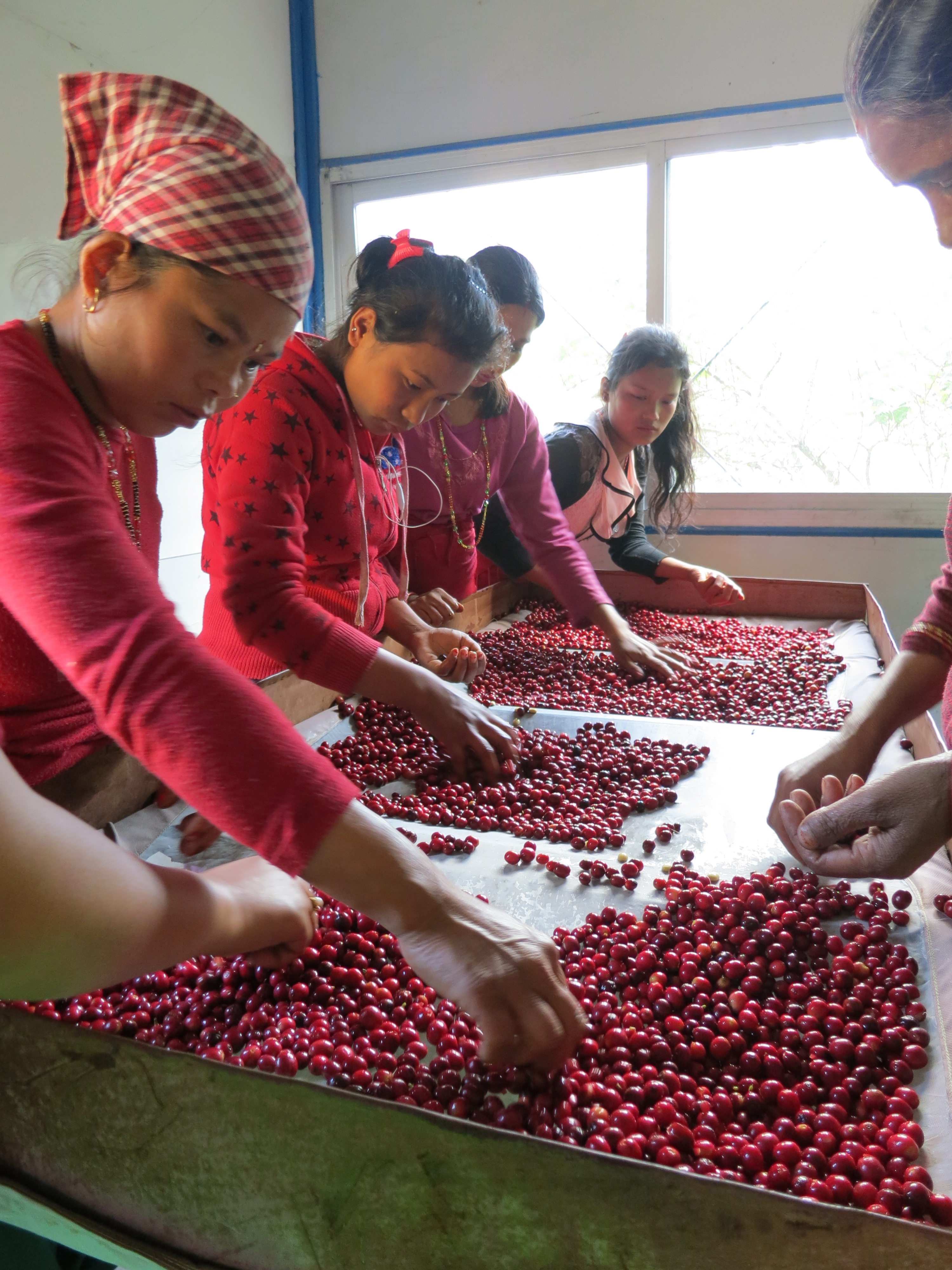 coffee beans