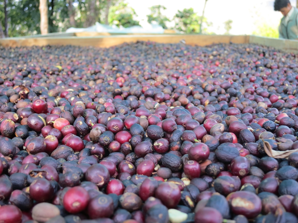 coffee culture in Nepal