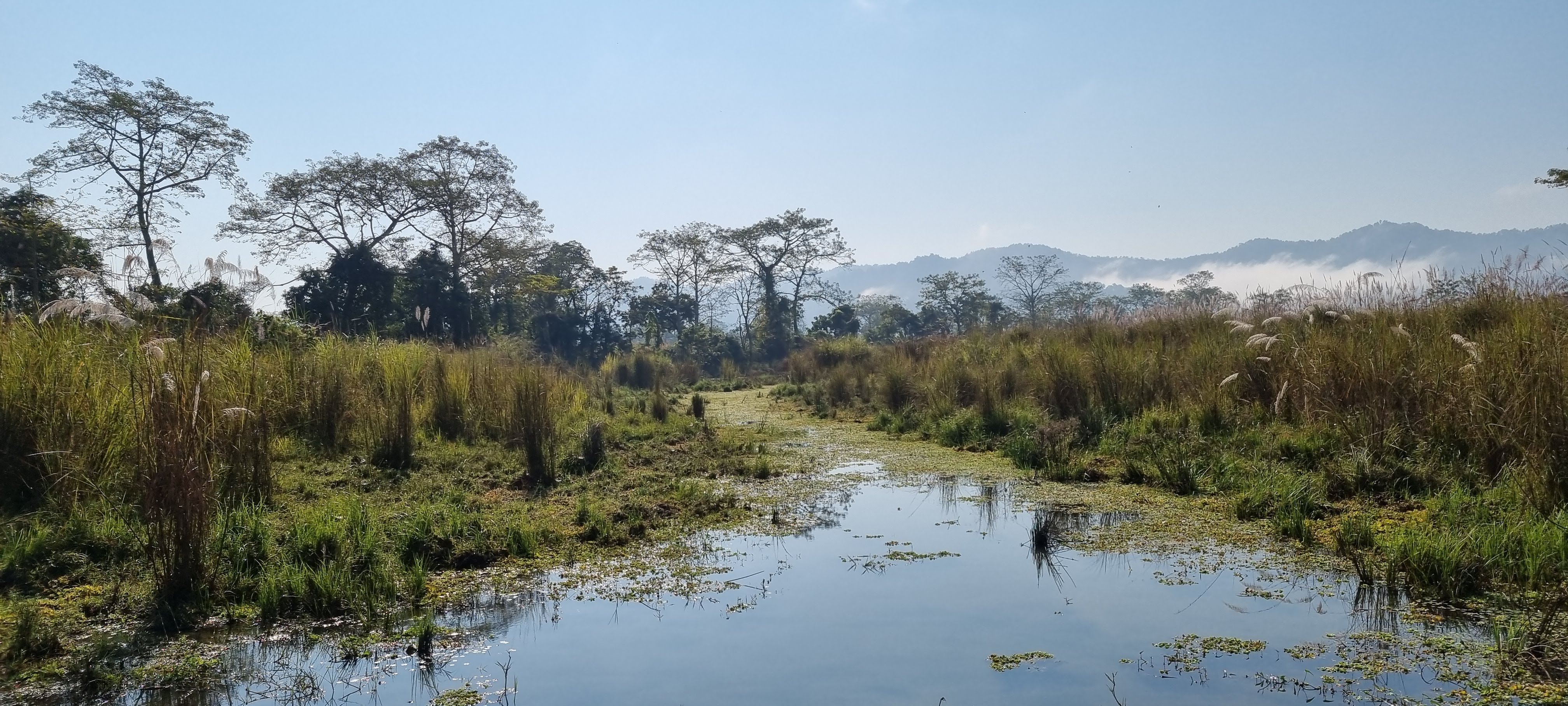 A wetland in Chitwan