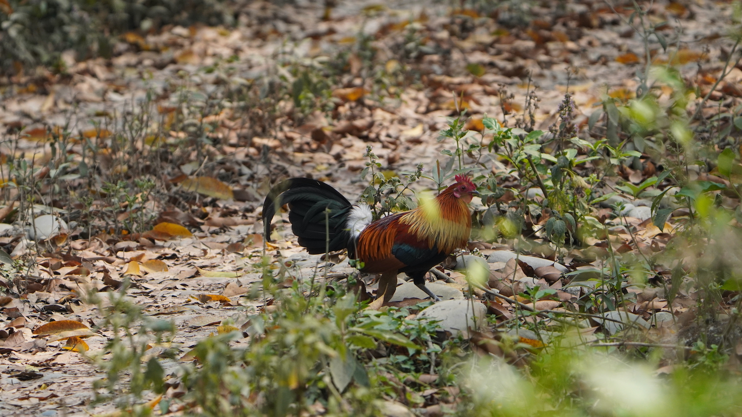 Red Jungle Fowl