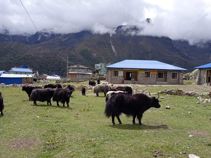 Langtang cheese