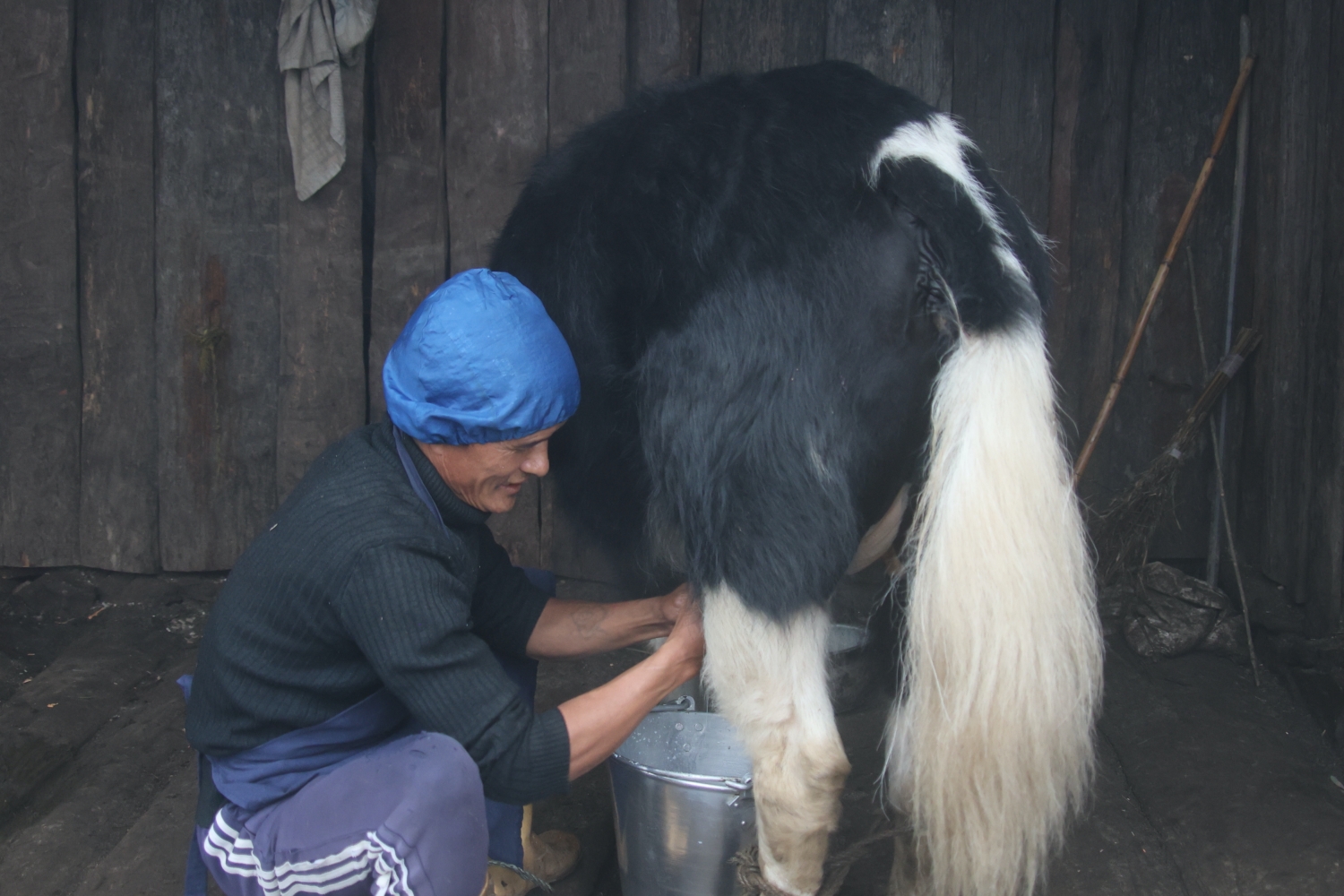 National Yak Day 2026