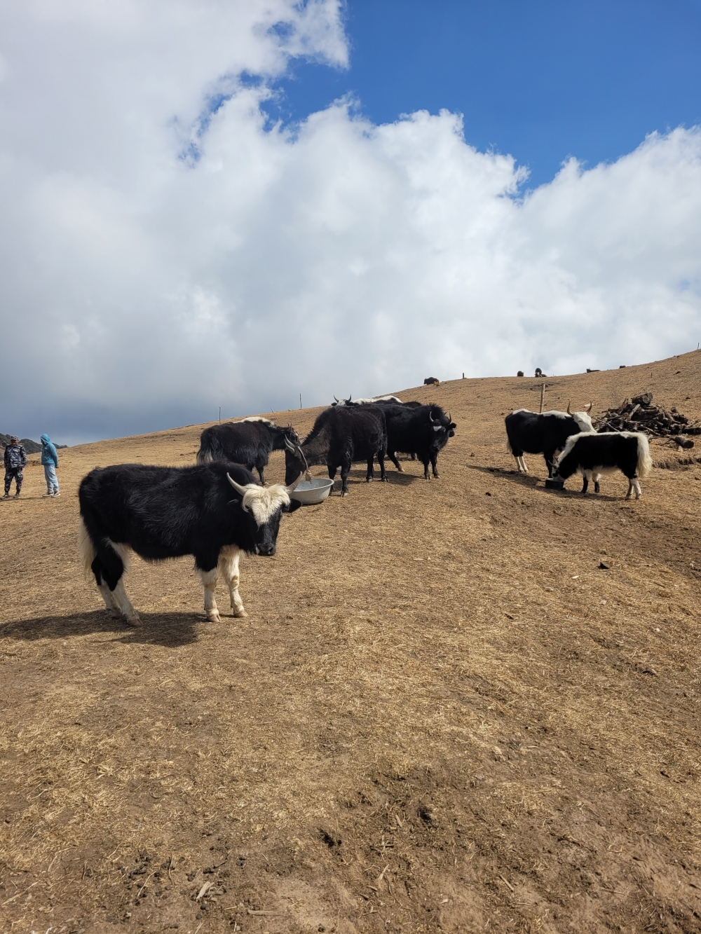 National Yak Day 2026