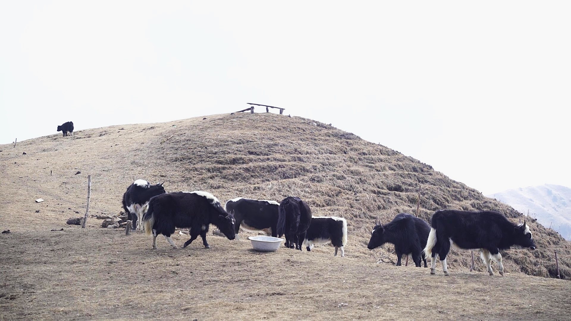 National Yak Day 2026