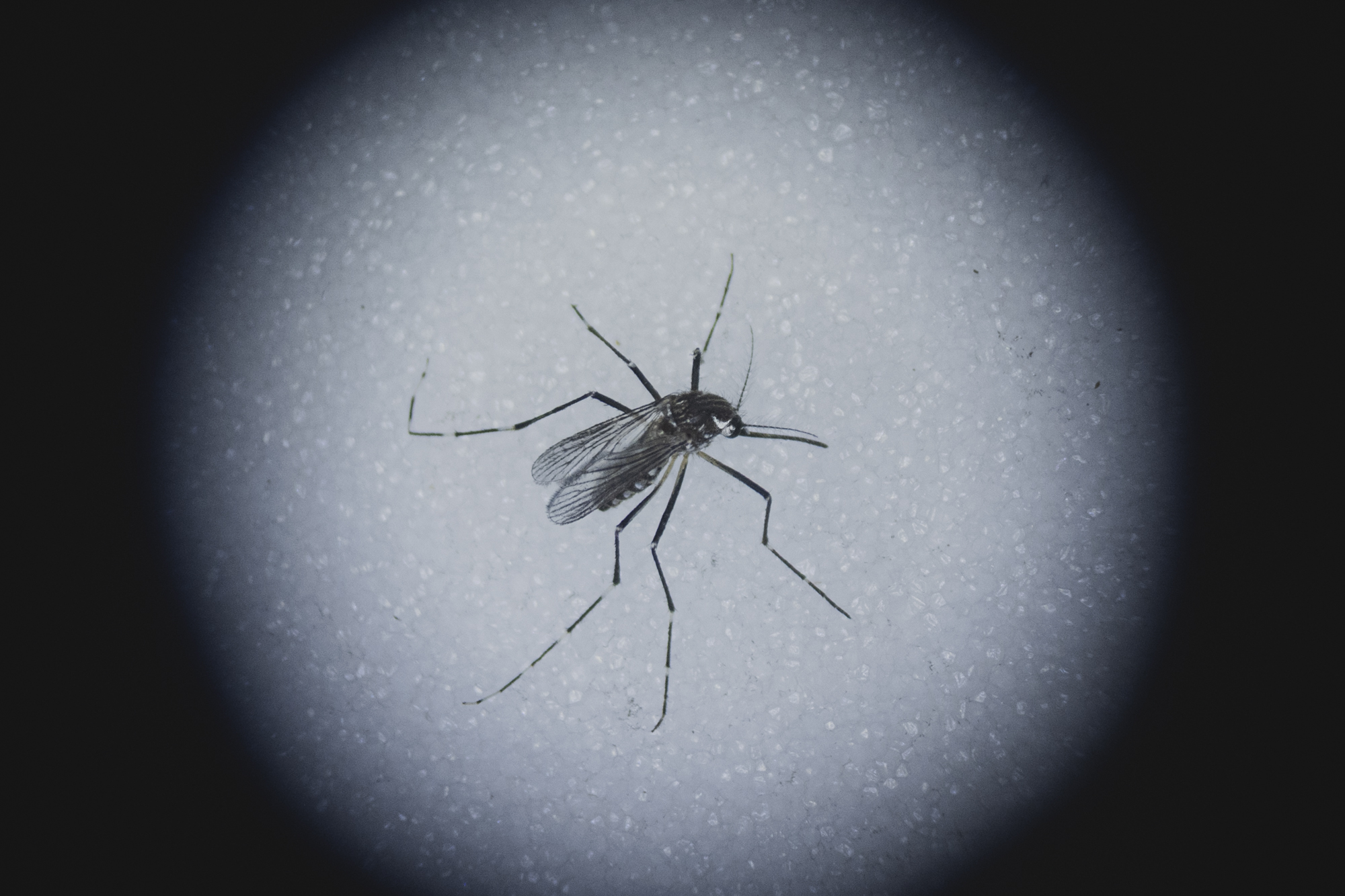 Mosquitos ascend to the base of Mt Everest NT