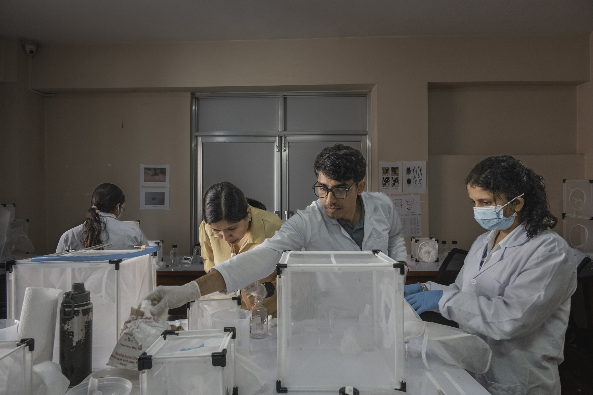 Mosquitos ascend to the base of Mt Everest NT