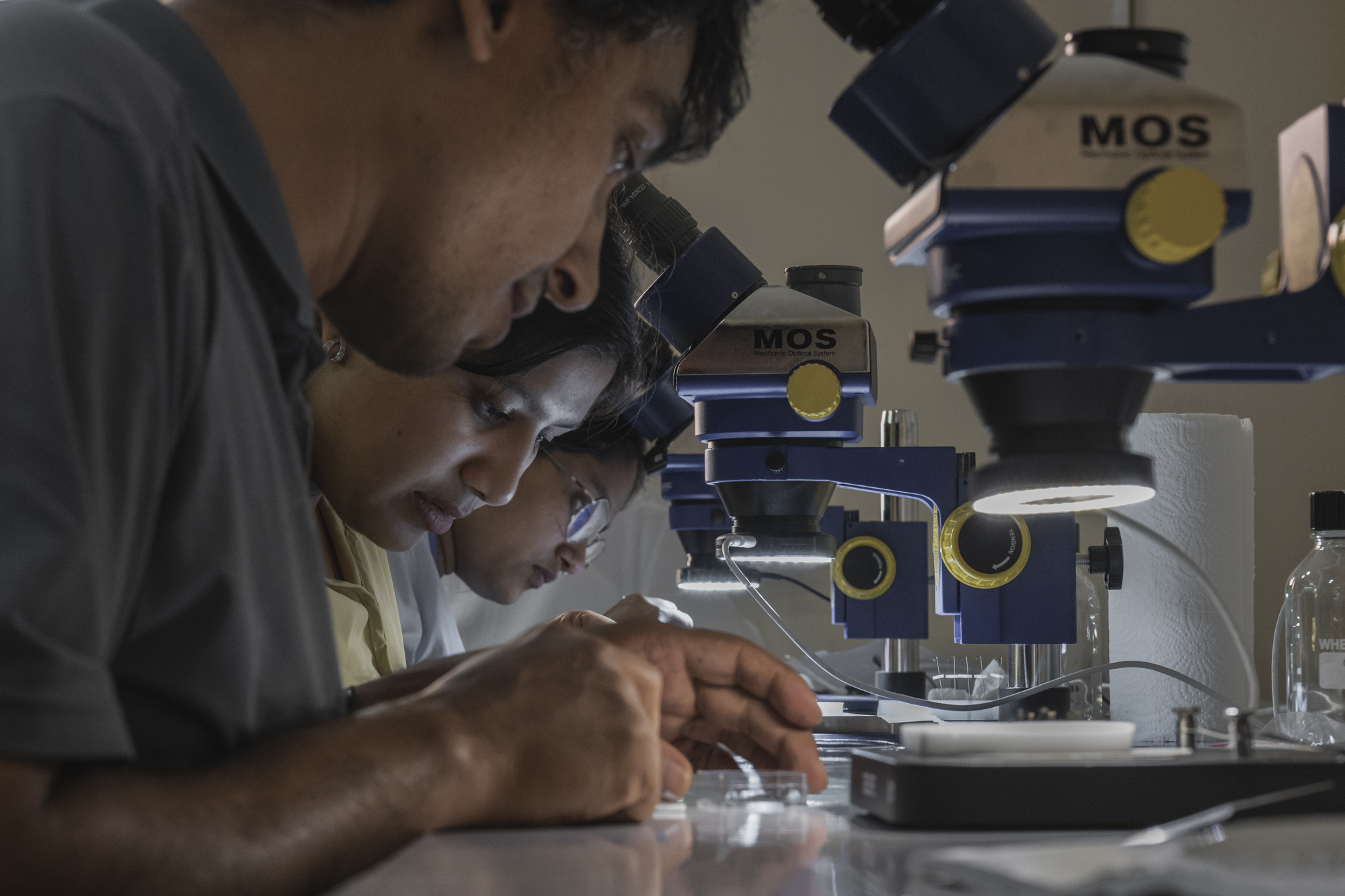 Mosquitos ascend to the base of Mt Everest NT