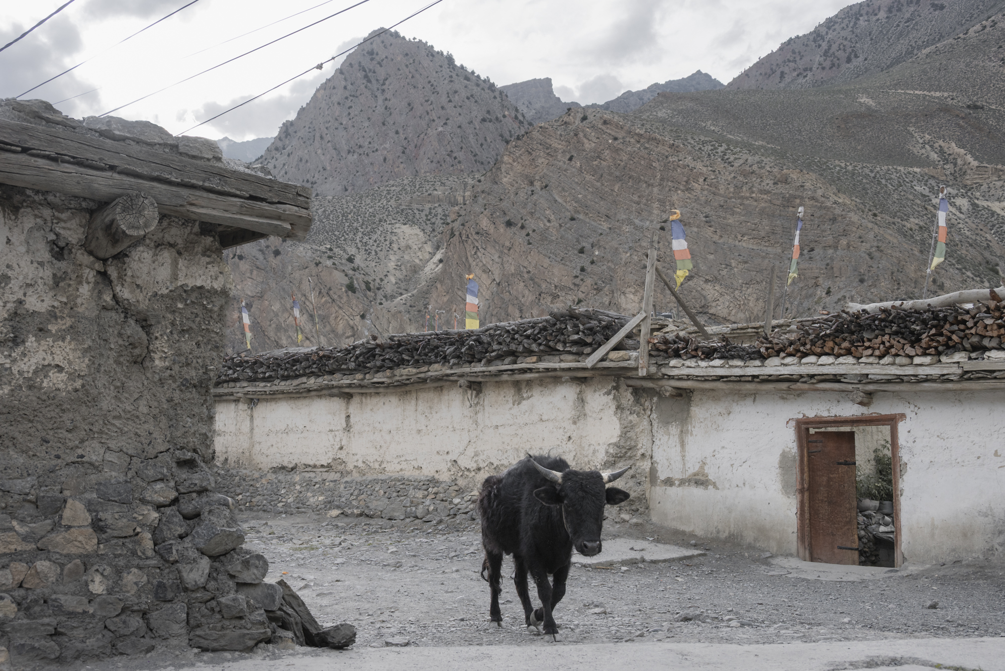 Mosquitos ascend to the base of Mt Everest NT