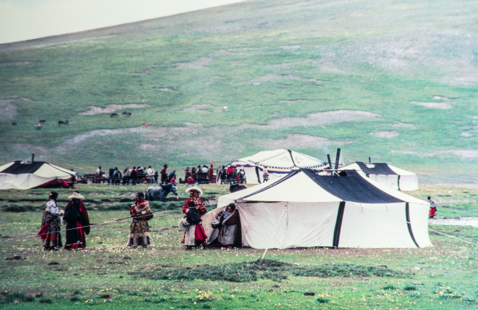 Rangelands of the Himalayan Range NT