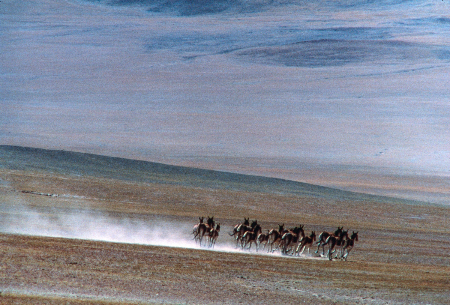Rangelands of the Himalayan Range NT